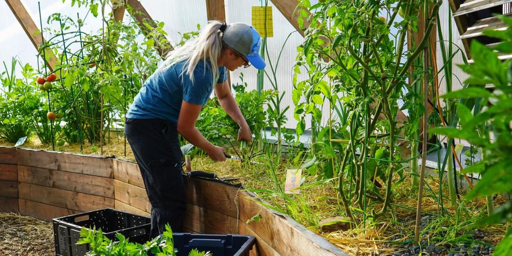 person harvesting celery in a greenhouse