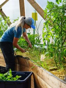 person harvesting celery in a greenhouse