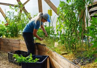 person harvesting celery in a greenhouse