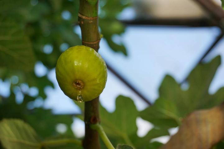Ripe Fig in a Greenhouse