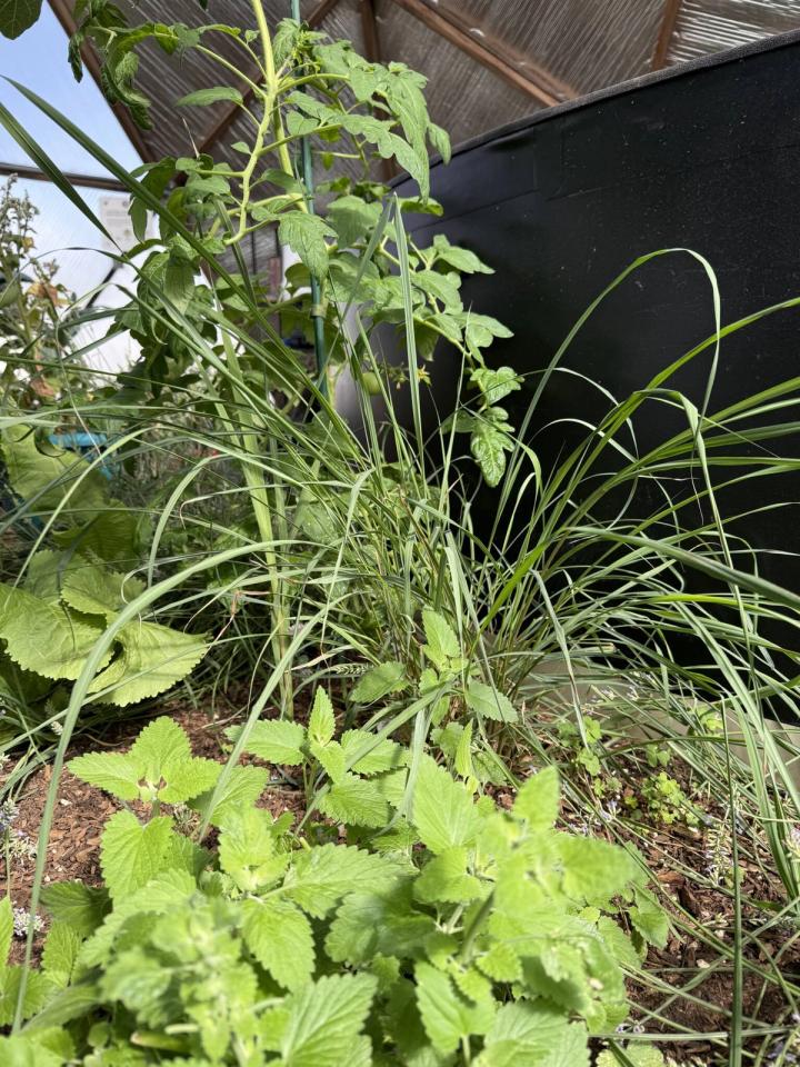lemongrass growing with tomatoes and mint