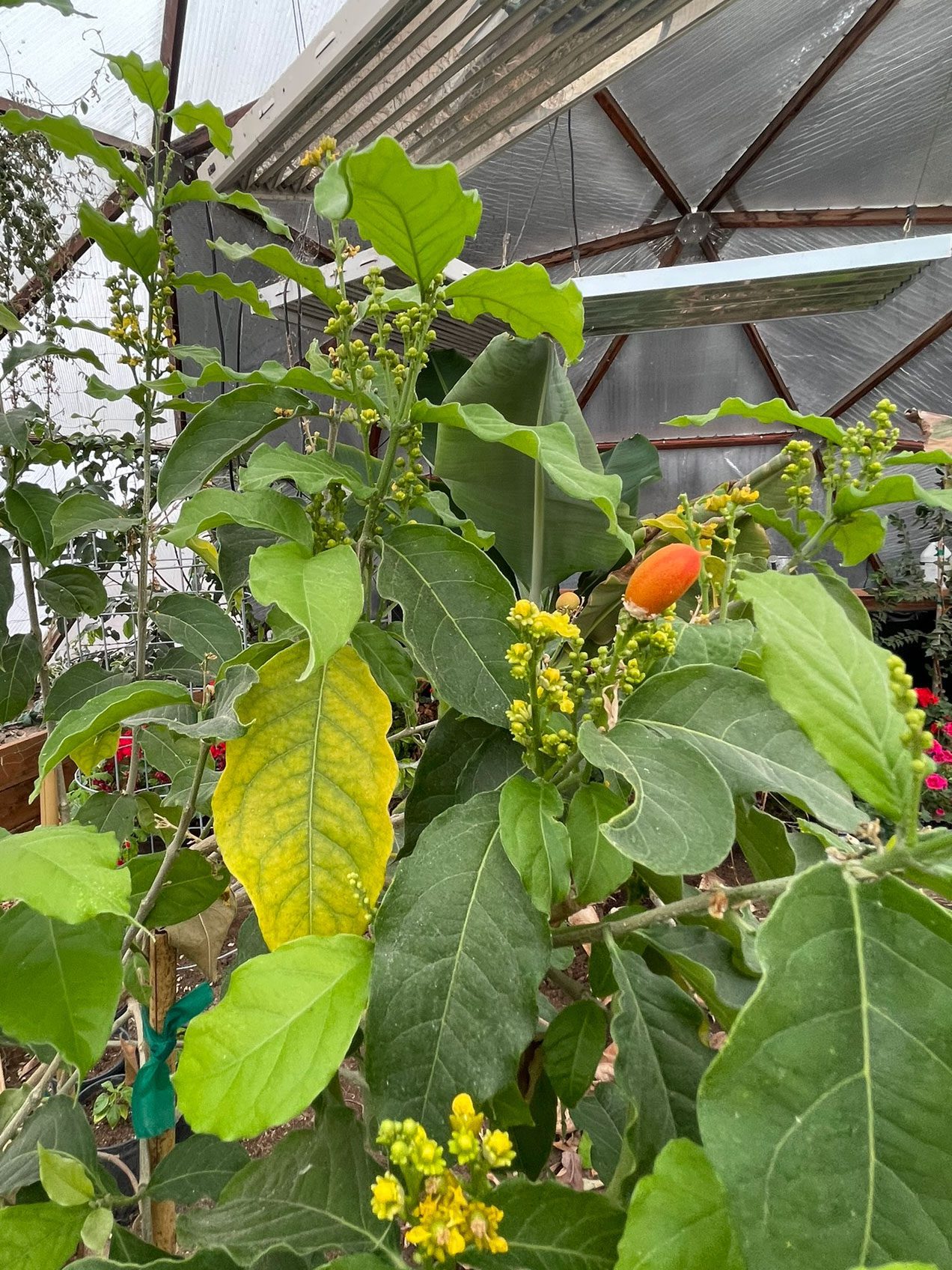 Peanut butter plant growing in a geodesic greenhouse. It has yellow flowers, large leaves and small orange-brown fruit.