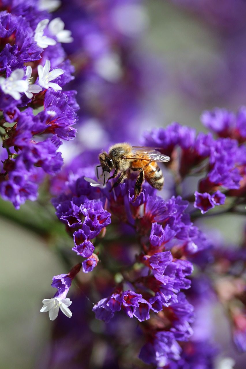 Close-up image of a honeybee collecting nectar from a purple flower