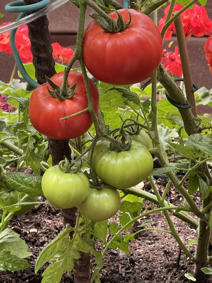 harvesting tomatoes for fresh salsa