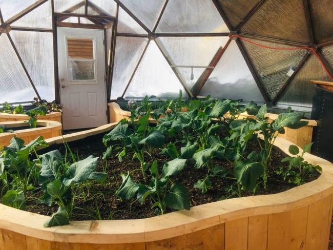 Leafy greens growing in raised beds inside a Growing Dome in Cooke City, Montana
