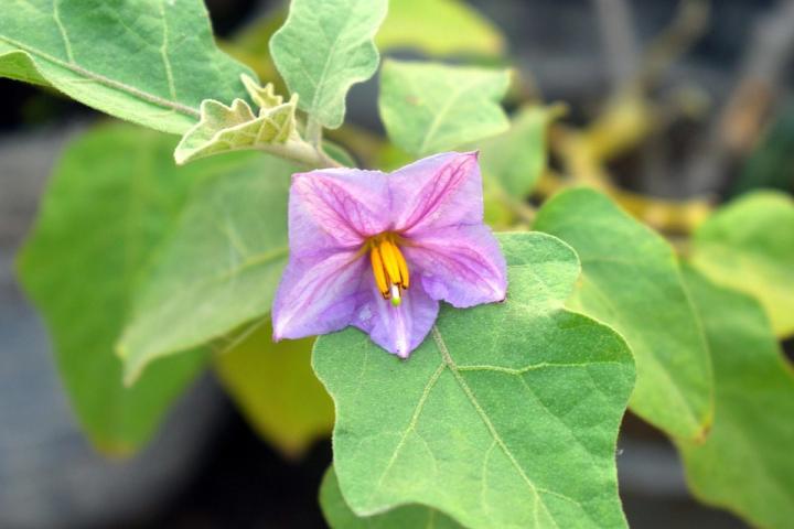 eggplant blossom Pixabay photo