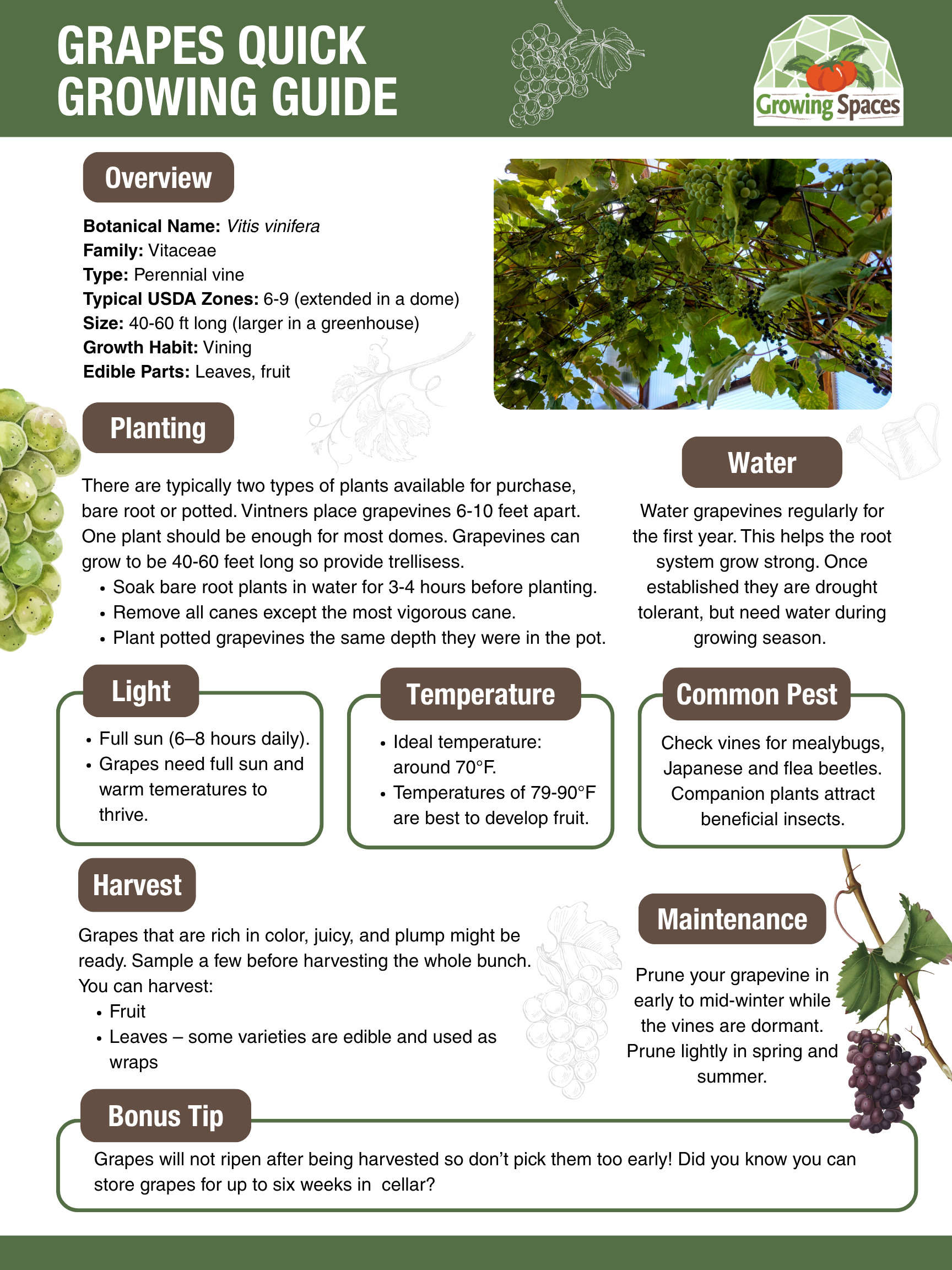 Grape Growing Guide image