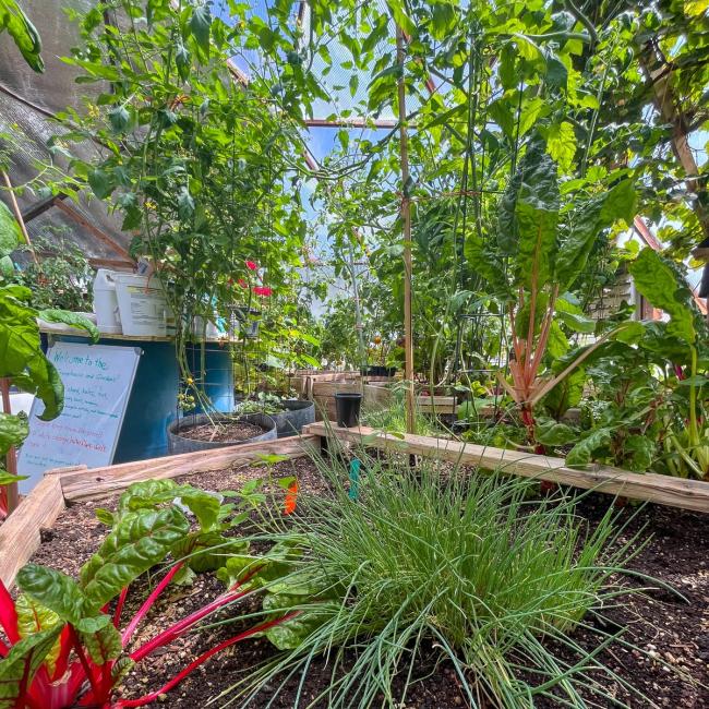 Chives and mixed crops growing in raised beds inside a Growing Dome at Heartwood Cohousing in southwestern Colorado