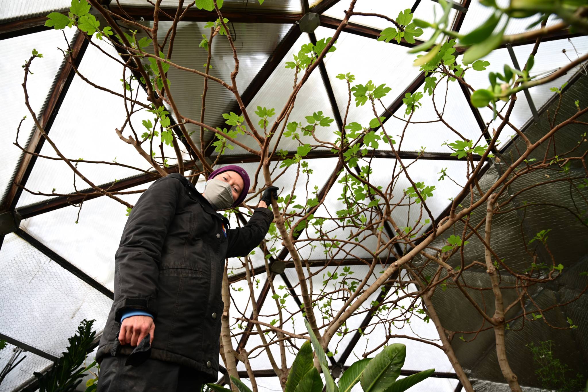 Pruned Winter Hardy Fig Tree in Greenhouse