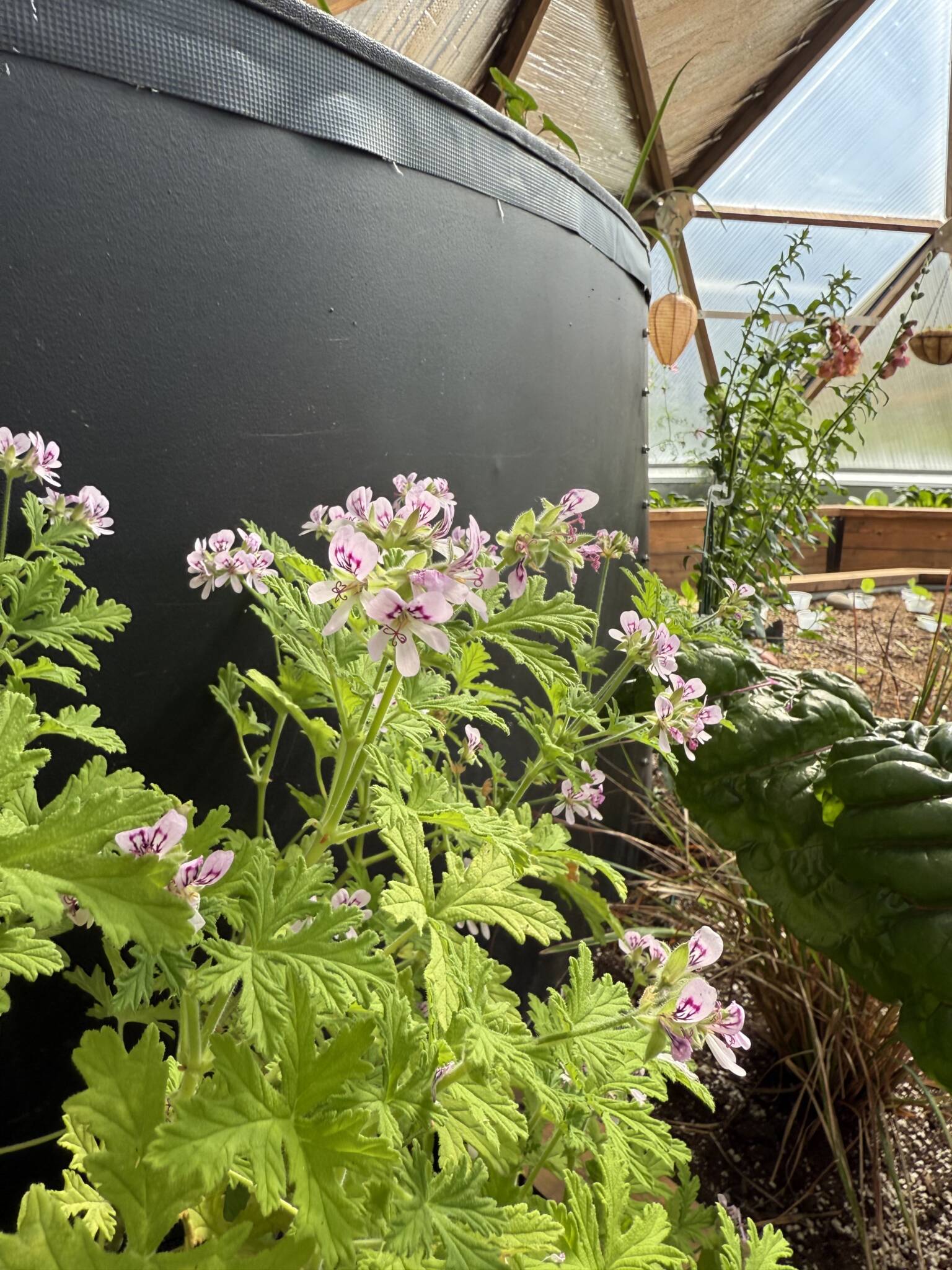 citronella plant with pink flowers growing in front of the above-ground pond in a greenhouse