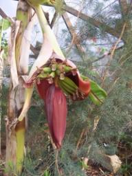 Banana Tree