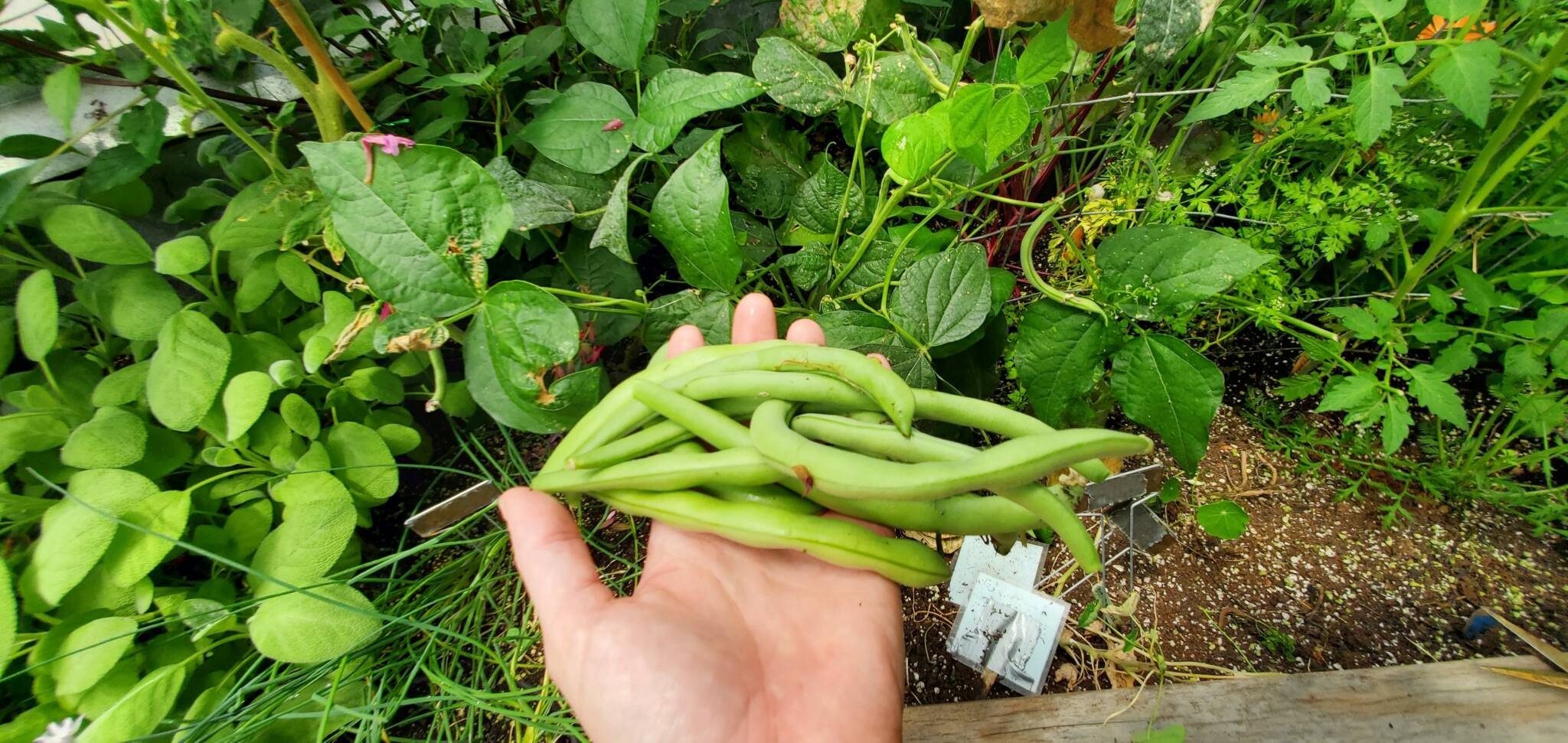 person holding Pole bean harvest in their hand over a raised garden bed full of plants