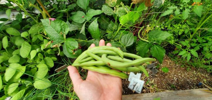 person holding Pole bean harvest in their hand over a raised garden bed full of plants