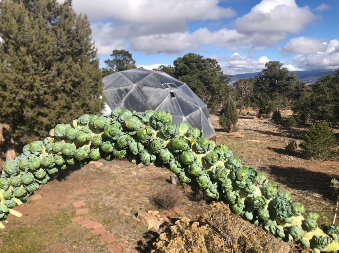 branch of brussels sprouts held up outside in juniper forest landscape with growing dome greenhouse in background