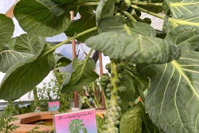 Brussels Sprouts image