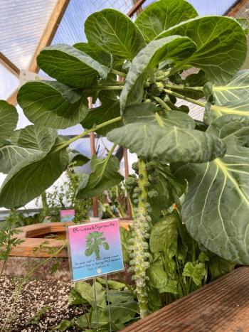 growing baby brussels sprouts in a greenhouse