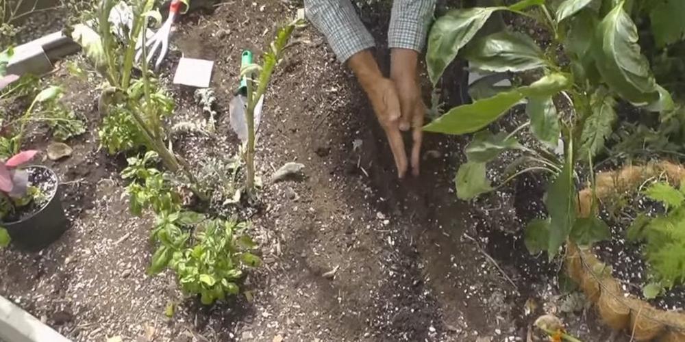 sowing seeds7