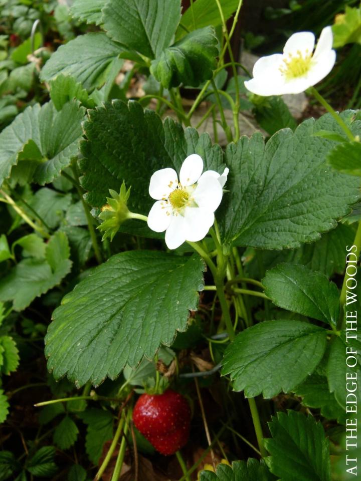 strawberry in homestead garden greenhouse