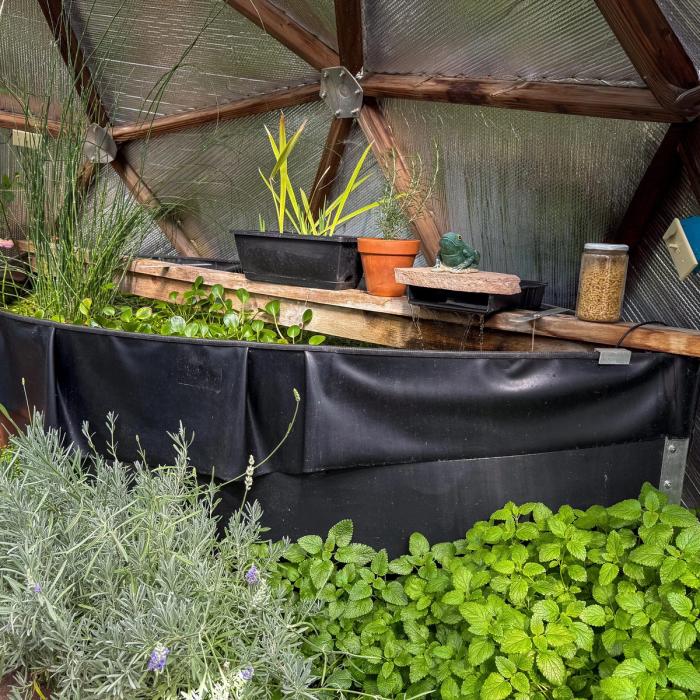 Black sheet metal pond in a geodesic greenhouse with green foliage in front and reflective insulation behind