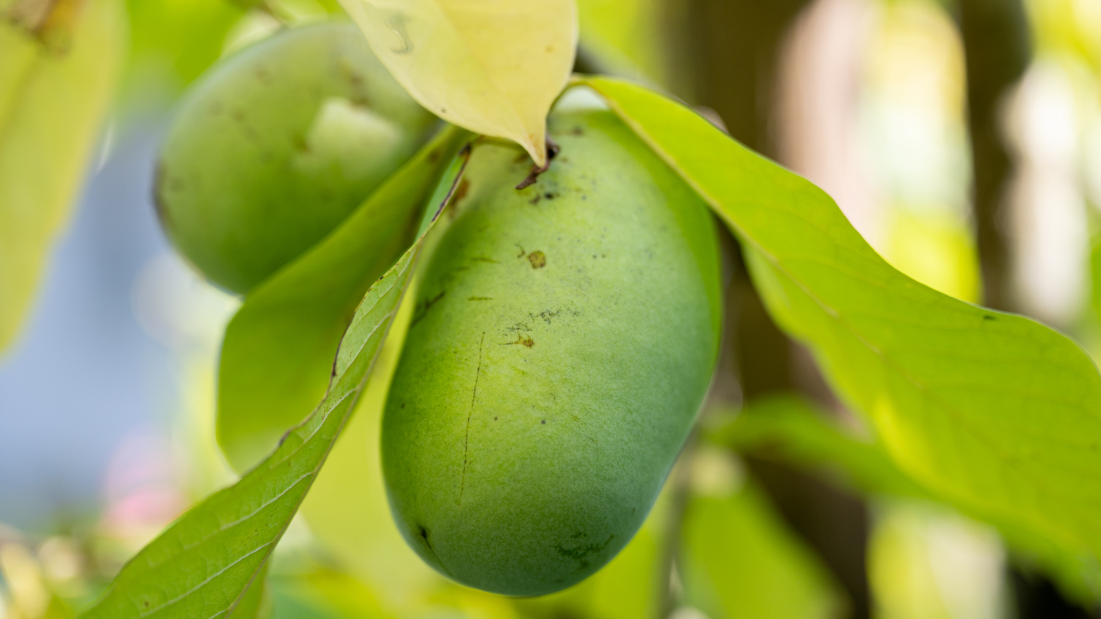 close up of pawpaw fruit
