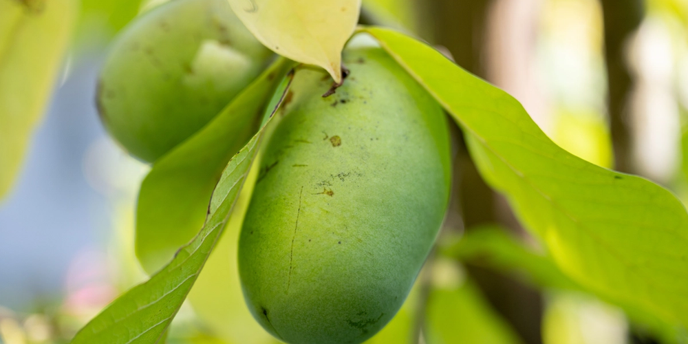 close up of pawpaw fruit