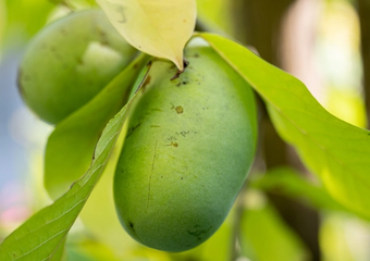 close up of pawpaw fruit