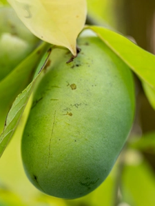 close up of pawpaw fruit