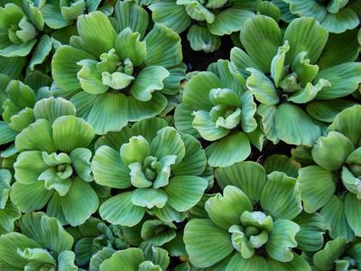 Water lettuce or Pistia stratiotes