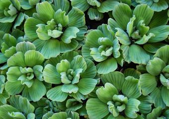 water plants floaters waterLettuce
