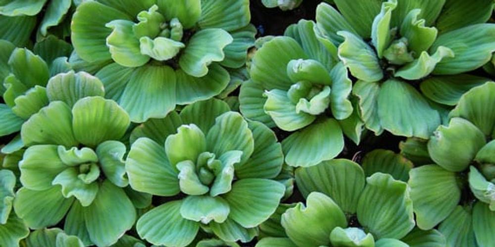 water plants floaters waterLettuce