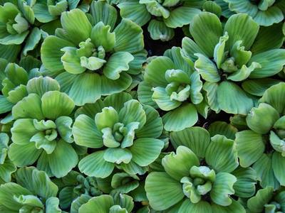 Water lettuce or Pistia stratiotes