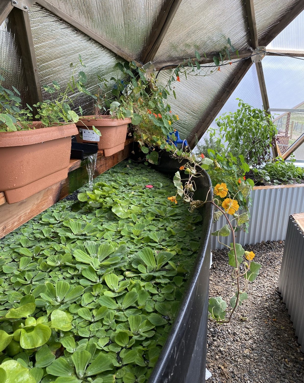 plants in pond
