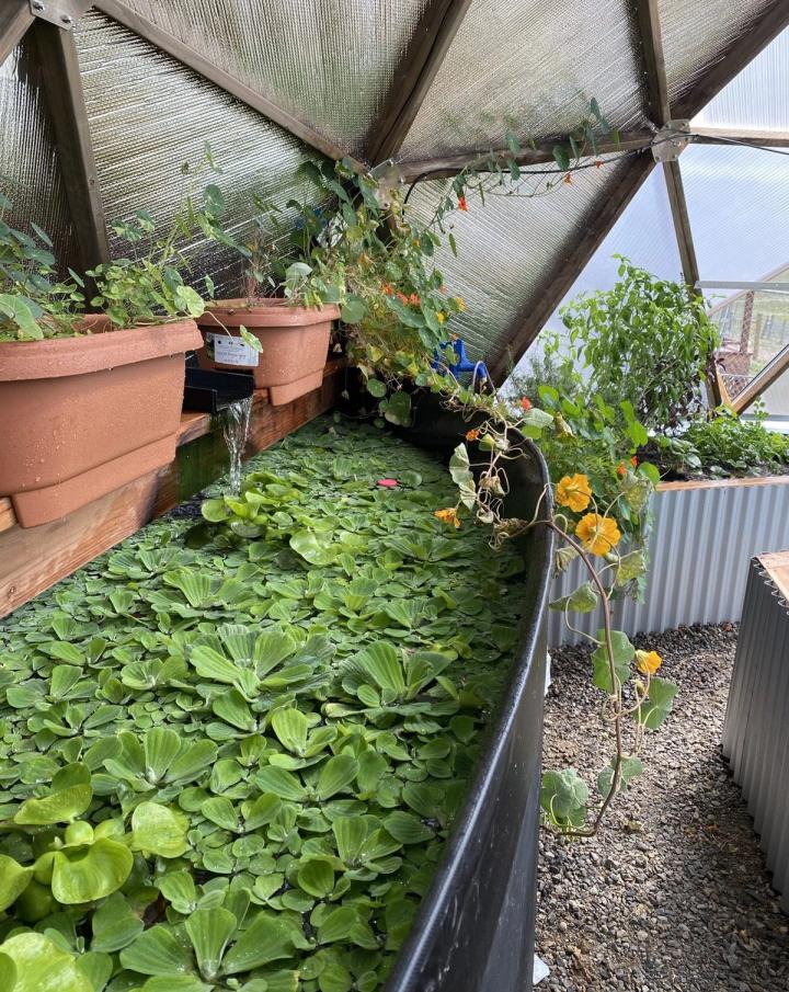 plants in pond