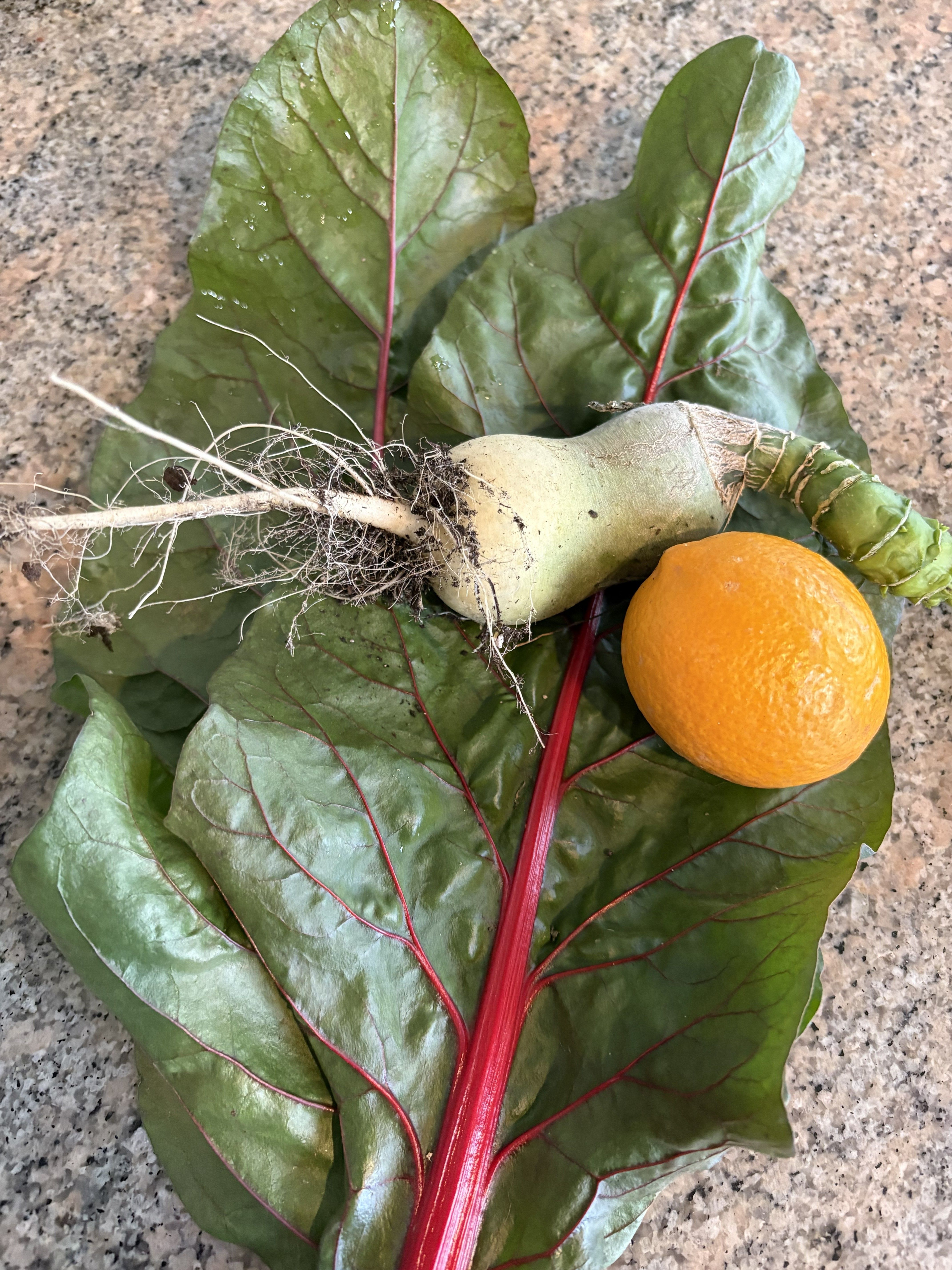 Swiss chard, a radish, and a lemon harvested from a Northern Michigan Growing Dome
