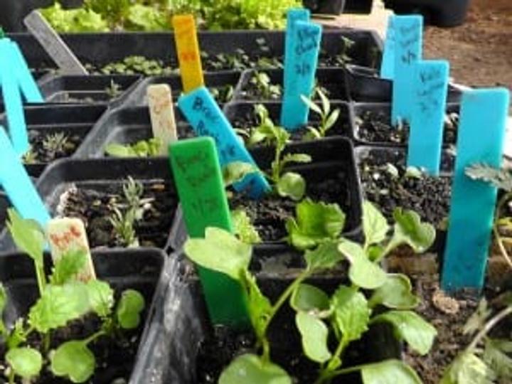 Labeled seedlings Scouch-021813-03-web-300x225