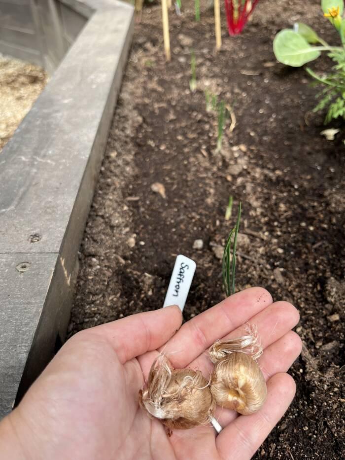 person holding saffron corms over a raised garden bed in a greenhouse