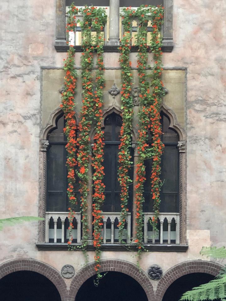 Another view of the gorgeous trailing nasturtium vines in front of byzantine looking architecture Nasturtiums-Display-2021-3_Isabella Stewart Gardner Museum_Pore_2000x1500