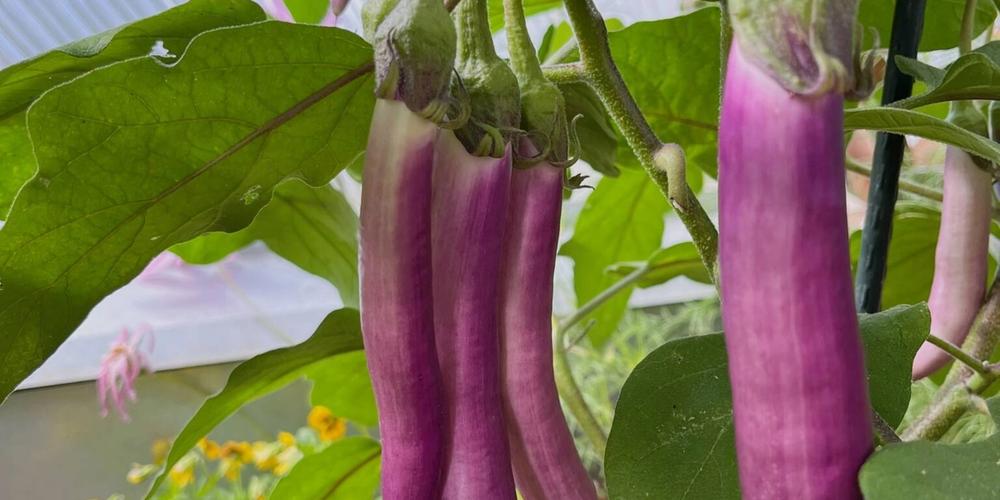 Growing Eggplant – From the Greenhouse to the Grill image