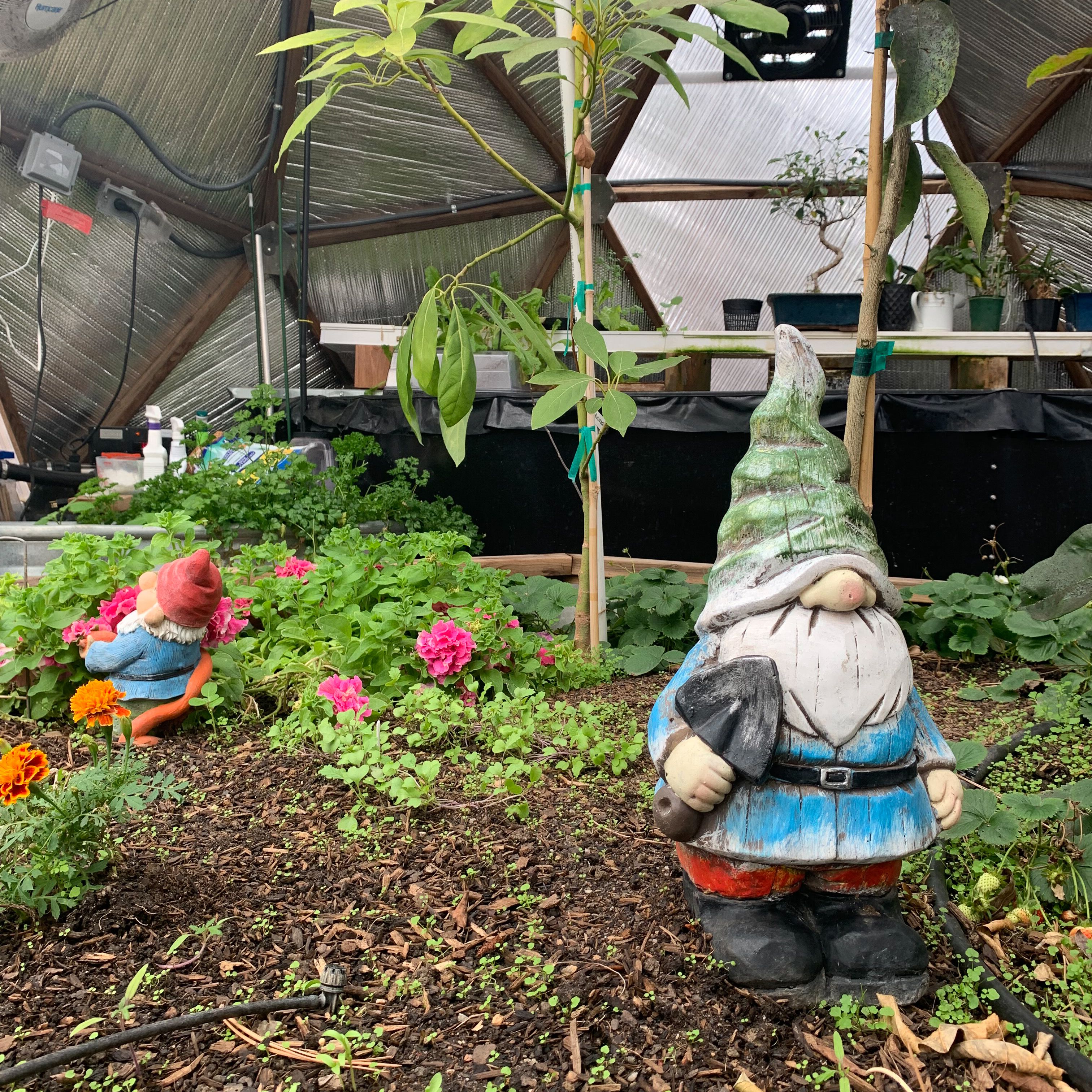 Two garden gnomes resign in a raised garden bed fulled with rich soil and various green plants