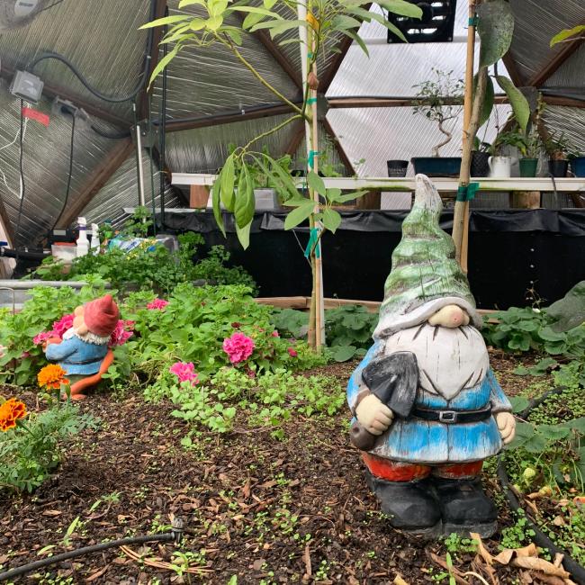 Two garden gnomes resign in a raised garden bed fulled with rich soil and various green plants