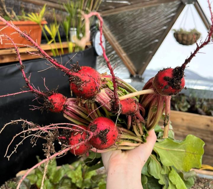 hand holding freshly harvested beets inside of the greenhouse