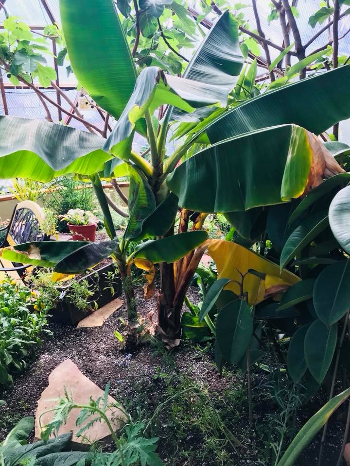 Bananas 2018