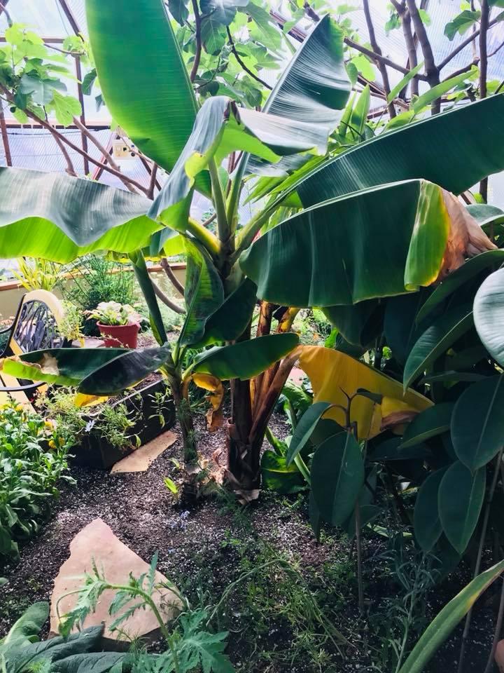 Bananas 2018