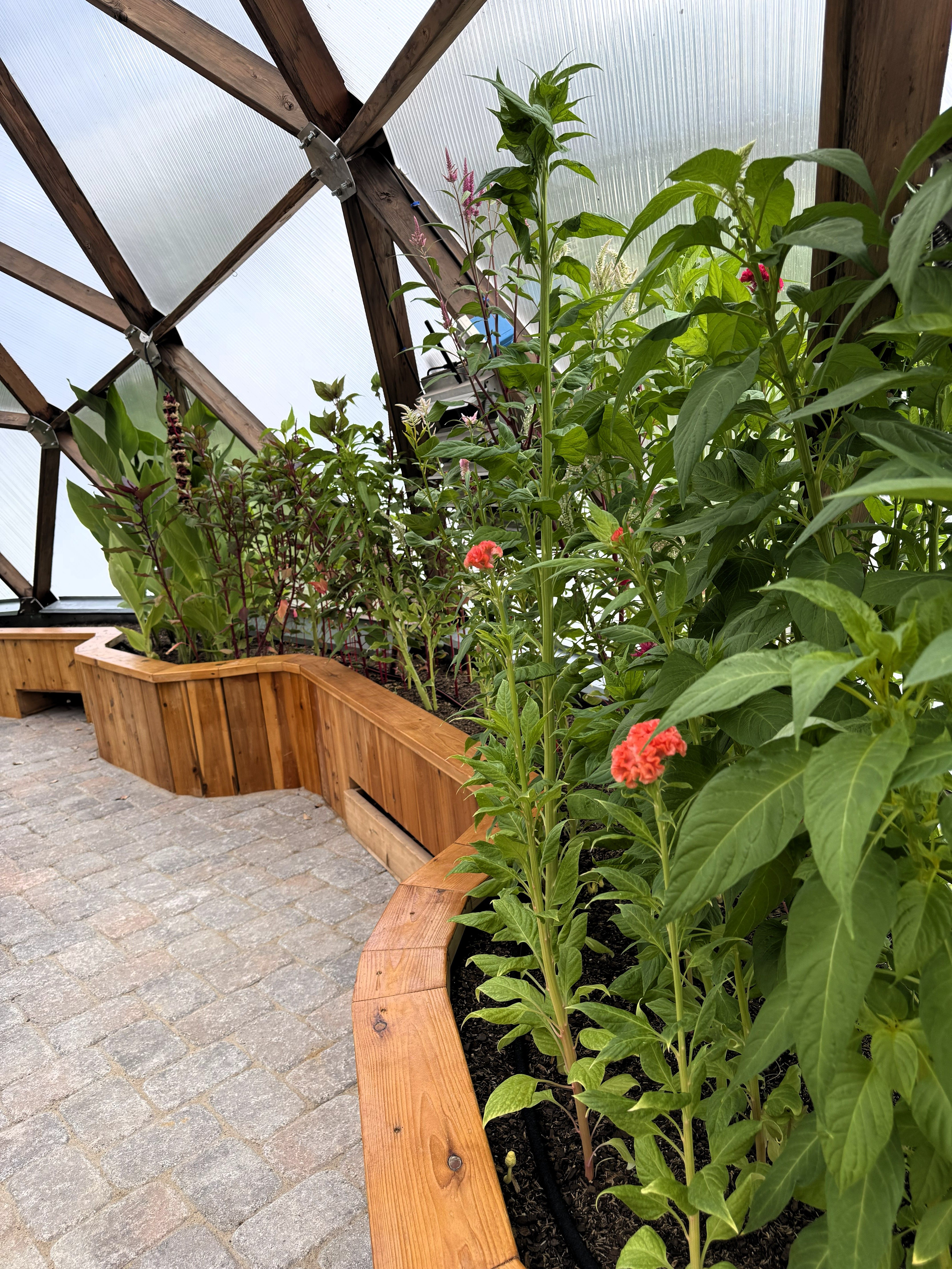 Inside a dome greenhouse at Kula Kamala with flowers growing tall in raised beds