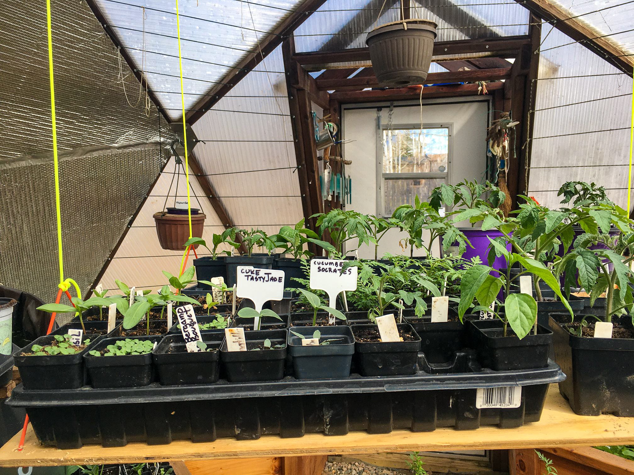 plant starts in a growing dome greenhouse