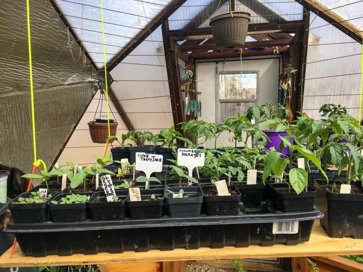 plant starts in a growing dome greenhouse