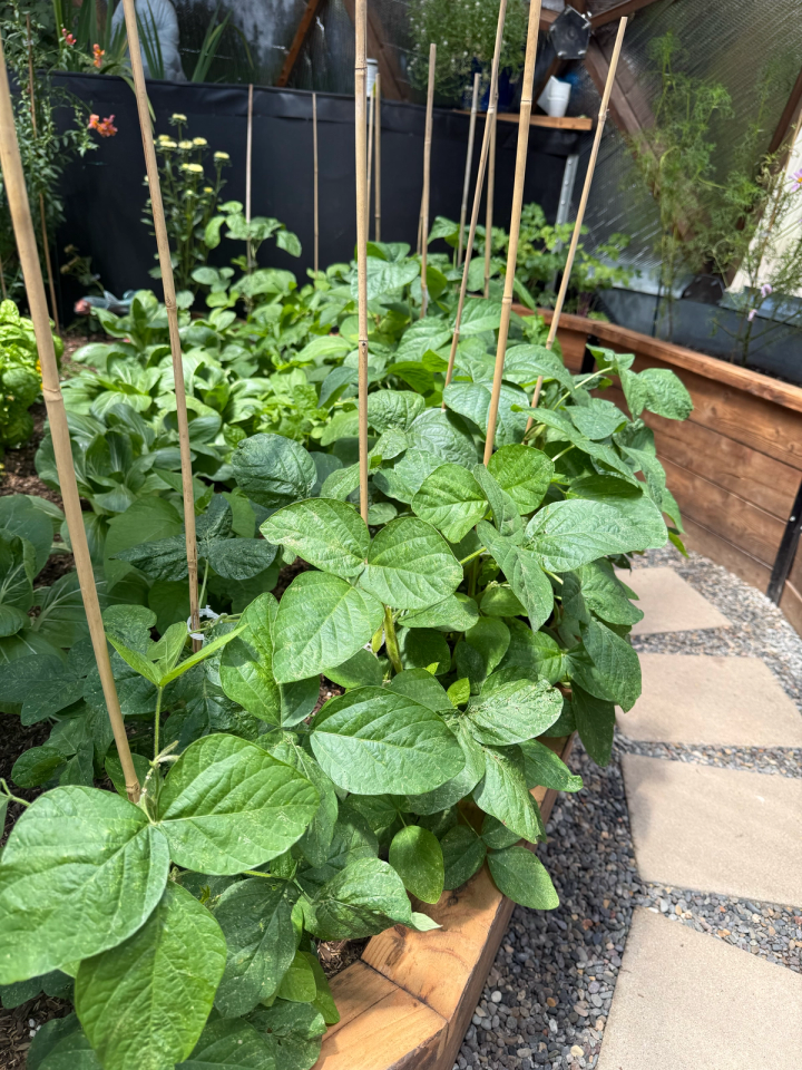 Soybean plants growing in greenhouse