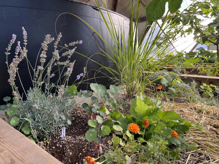 growing lavender in a dome in front of the above-ground pond