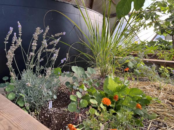 Lavender in a Growing Spaces dome