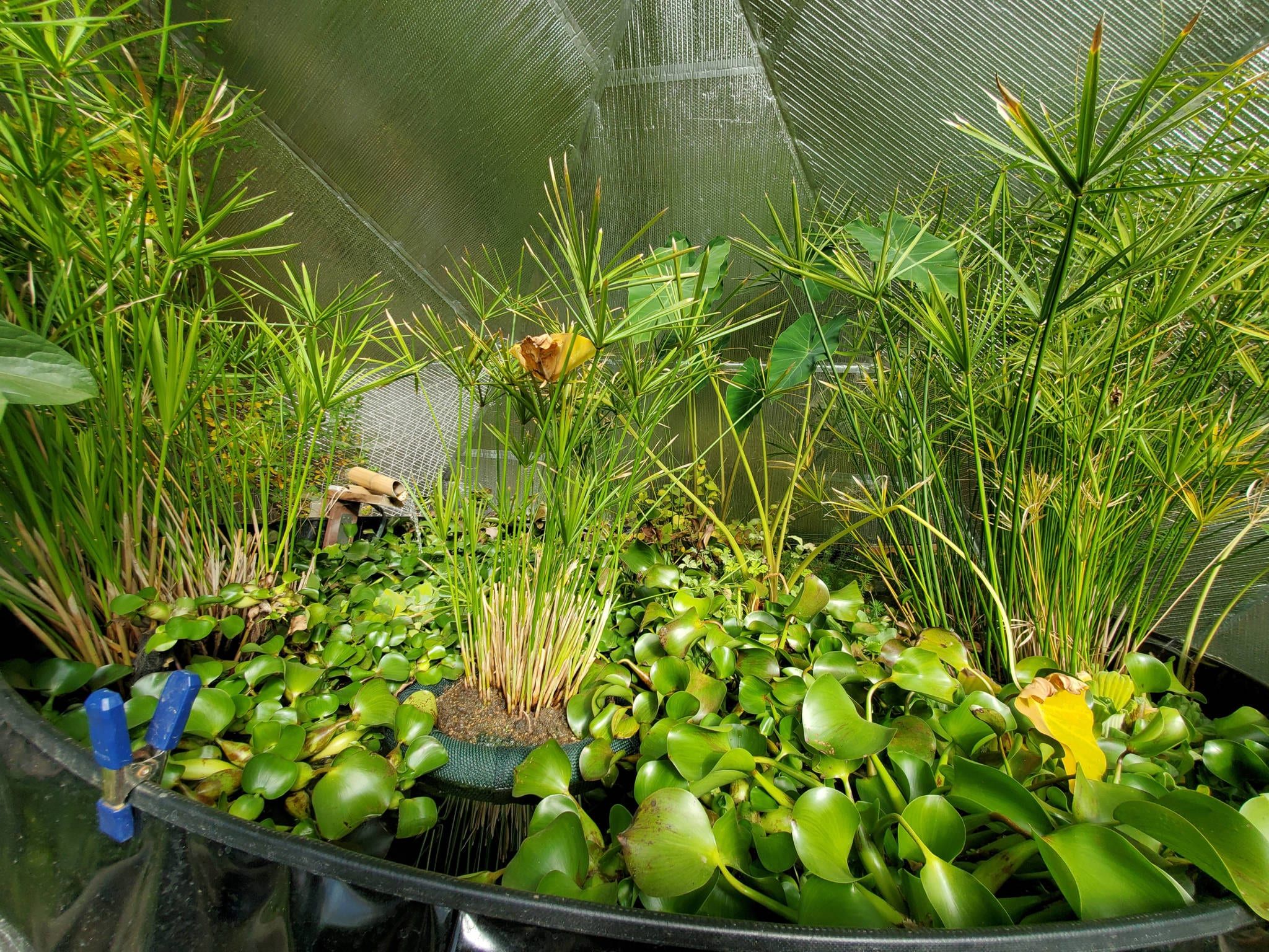 pond plants in a greenhouse